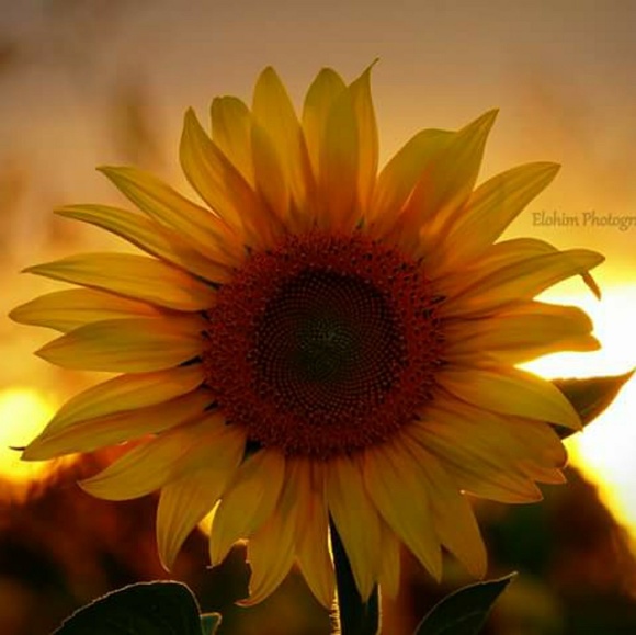 dsonflower